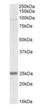 Goat anti-NDUFS8 Antibody