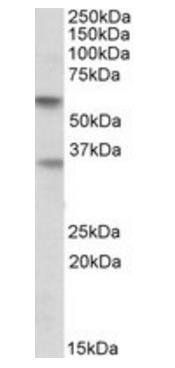 SIGLEC6 antibody
