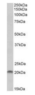 Goat anti-SPINT2 Antibody