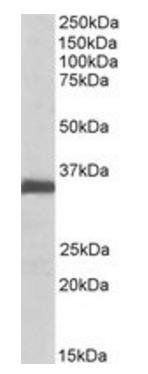 Goat anti-EFNB2 Antibody