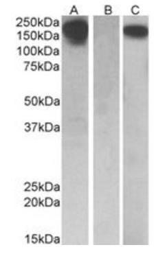 Goat anti-CSF1R (aa 700-710) Antibody