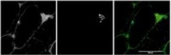 Goat anti-MYO5A Antibody