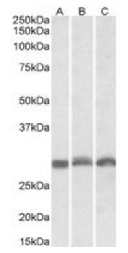 PSMA4 antibody