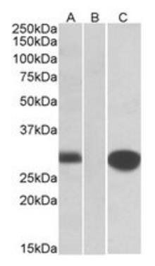 Goat anti-MIG12 Antibody