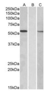 Goat anti-MGAT1 Antibody