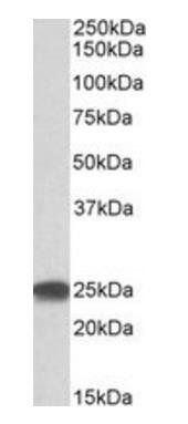 Goat anti-PSMB4 Antibody