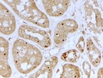 Goat anti-NOLC1 Antibody