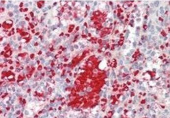 Goat anti-IGF1 Antibody