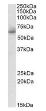 Goat anti-RHCG Antibody