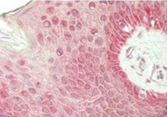 Goat anti-Rhcg (mouse) Antibody
