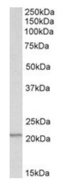 Goat anti-PSMB9 Antibody