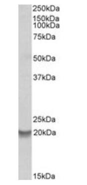 Goat anti-BCL2A1 Antibody