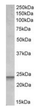 BBC3 antibody