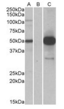 COPS3 antibody