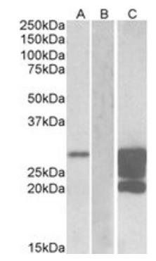 Goat anti-GM2A (aa 179-189) Antibody