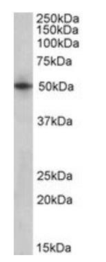 41886 antibody