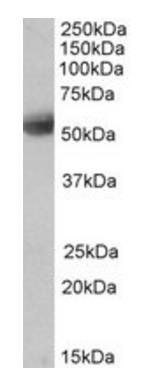 41886 antibody