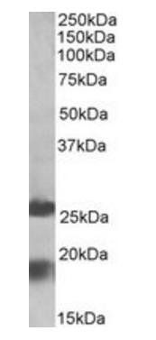 Goat anti-MPV17 Antibody