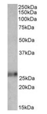 Goat anti-EFNA1 Antibody