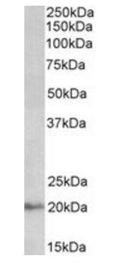 Goat anti-DCTN3 Antibody