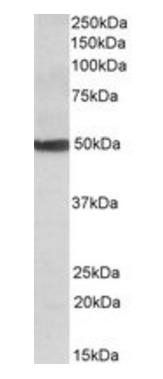 Goat anti-CYP24A1 Antibody