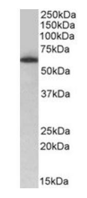 Goat anti-TH1L Antibody