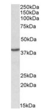 Goat anti-PCBP1 (aa223-234) Antibody