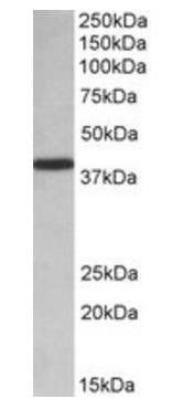 Goat anti-PCBP1 (aa234-247) Antibody