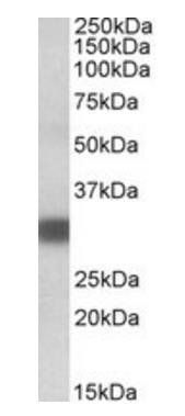 Goat anti-PDXP Antibody