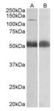 Goat anti-COPA Antibody