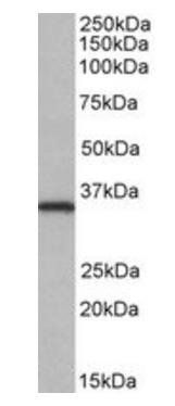 Goat anti-NEK7 Antibody