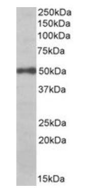 Goat anti-EIF3E Antibody