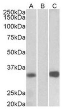 Goat anti-KCNIP3 Antibody
