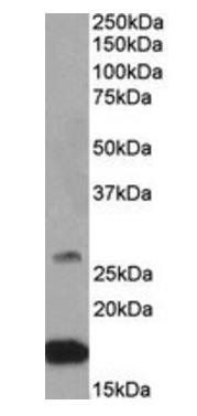 Goat anti-CNTF Antibody
