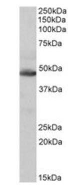 Goat anti-IDH2 Antibody
