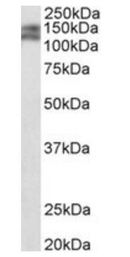 Goat anti-Pard3b (mouse) Antibody