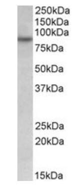 Goat anti-RUFY1 Antibody
