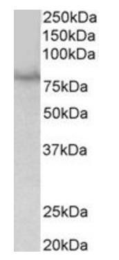 Goat anti-SIM1 Antibody