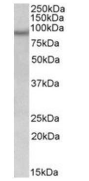 Goat anti-NPAS4 Antibody