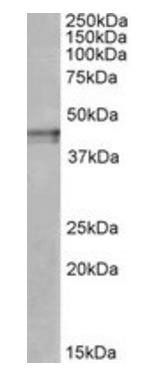 Goat anti-OPRK1 Antibody