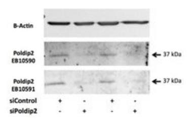 Goat anti-POLDIP2 Antibody