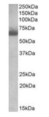 Goat anti-BBS4 (aa 33-46) Antibody