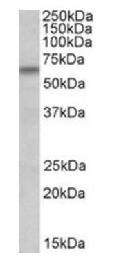 Goat anti-BBS4 (aa 125-139) Antibody
