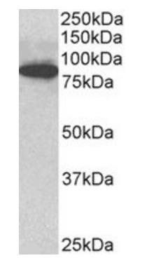 Goat anti-ODF2 Antibody