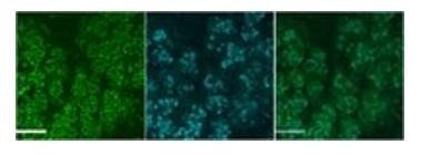 Goat anti-Muc19 / Smgc Antibody