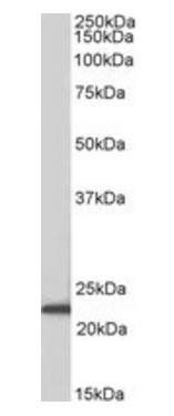 Goat anti-Ascl3 (mouse) Antibody