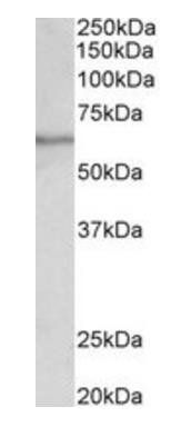 SLC47A2 antibody