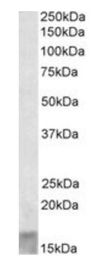 Goat anti-SCOC Antibody
