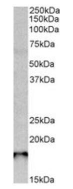 Goat anti-Sap30l (mouse) Antibody