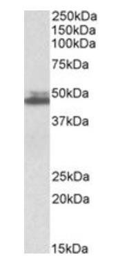 Goat anti-Endophilin-A2 Antibody